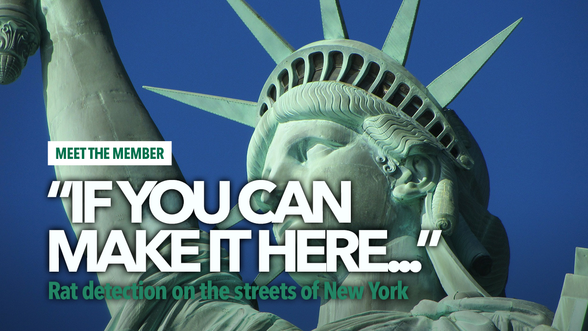 new-york-rat-detection new-york-rat-detection